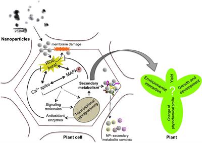 Nanoparticles Alter Secondary Metabolism in Plants via ROS Burst